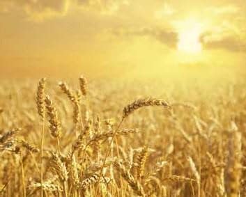 Grains for the body