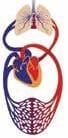 Cardiovascular Disease