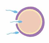 infertility & Erectile Dysfunction