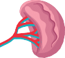 spleen problems