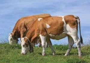 Got (unpasteurized) Milk?