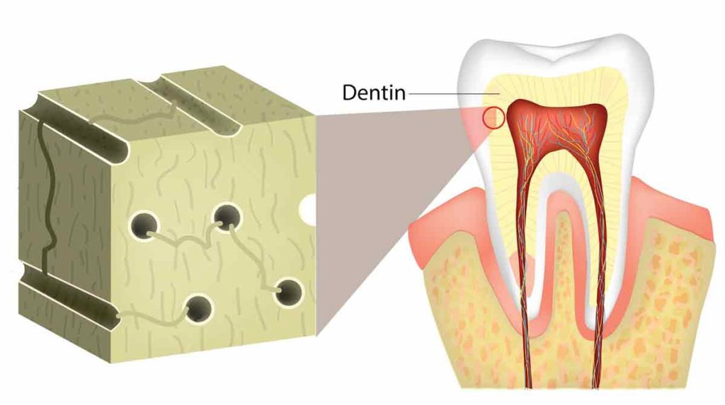 dentin in teeth